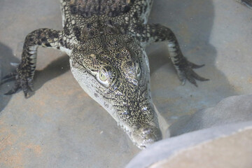 wild crocodile animal background