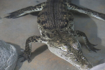 wild crocodile animal background