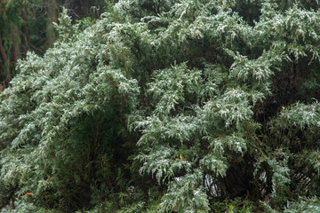 freezing rain. juniper branch in winter.