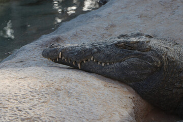 wild crocodile animal background