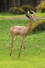 Gazelle In Meadow