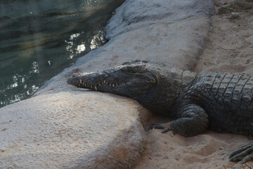 wild crocodile animal background