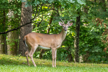 Young buck posing in the forest