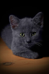 A small cat lies on a wooden table on a black background.