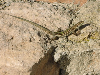 The Ibiza wall lizard (Podarcis pityusensis) - close up of lizard on rocks, Ibiza, Spain