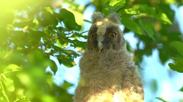 Close up of young chick long eared owl (Asio otus) portrait sitting and falling asleep on dense branch deep in crown. Wildlife tranquil portrait footage of bird in natural habitat background