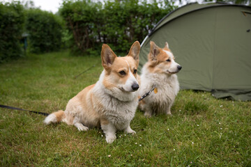 Welsh Corgi Pembroke dogs guard the camping tent