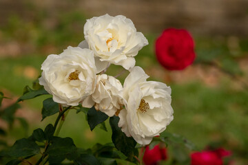 White Roses in an English Garden