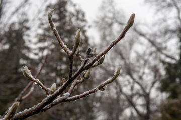 branches of a tree in winter