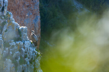 Griffon vulture (Gyps fulvus), Foz de Lumbier, Salazar river, Navarra, Spain, Europe