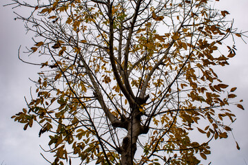 Tree of November Carrying Leaves of Autumn on a grey background