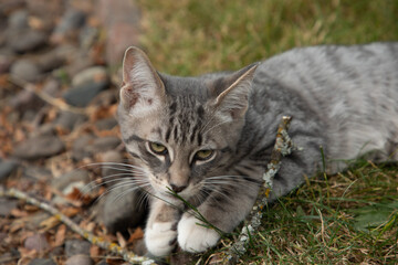 Small Grey Kitten Playing with Stick in Yard