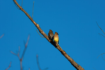 Pair of Cedar Waxwings birds looking to the side