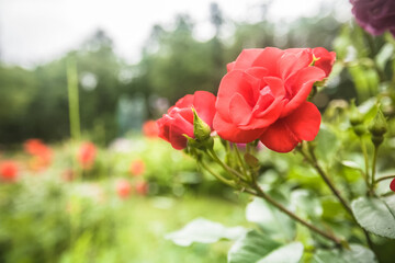 Flowering red roses in the garden. Flowers for Valentine Day