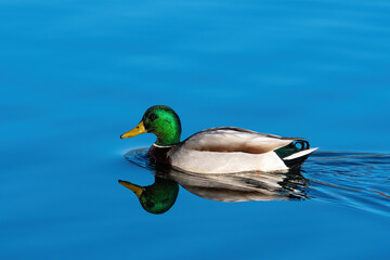Male Mallard Duck swimming over its reflection on smooth water