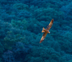 Black kite (Milvus migrans), Salazar river, Navarra, Spain, Europe