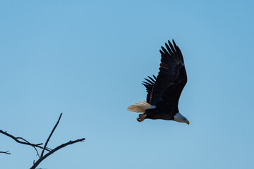 Bald Eagle taking flight from tree on a sunny day