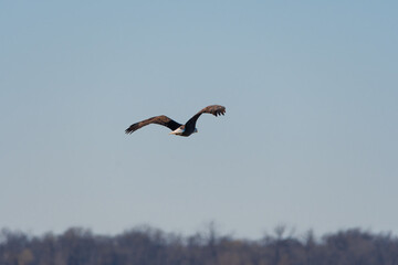 Bald Eagle flying off with the sun shining on it wings and back