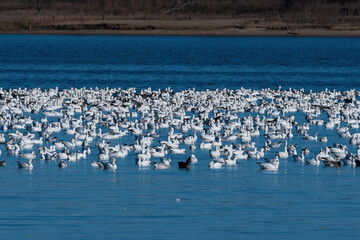Fototapeta premium Huge flock of Snow Geese gathered on the blue water of a lake