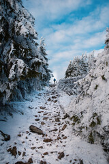 Beautiful winter mountain landscape middle of the forest. Trees covered by snow  in the sunshine.