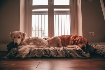 golden retriever puppy