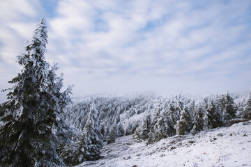 Beautiful winter mountain landscape middle of the forest. Trees covered by snow  in the sunshine.
