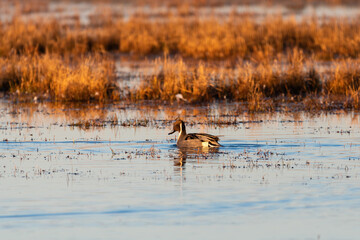 Northern Pintail duck swimming near a lake marsh