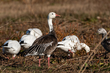 Dark morph Snow Goose standing among other geese in a field © Stretch Clendennen