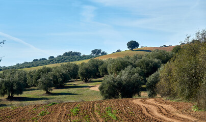 Fields cultivated between holm oaks and olive trees