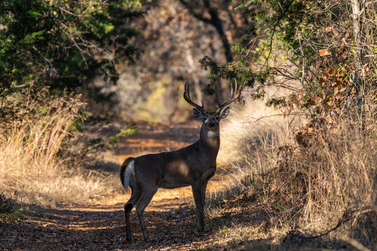 Large White-tailed Buck standing in a path in some woods