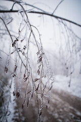 Detail of frozen hazelnut branches covered with ice. Cold winter weather. 