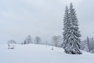 Winter in the Ukrainian Carpathians with beautiful frozen trees and snow