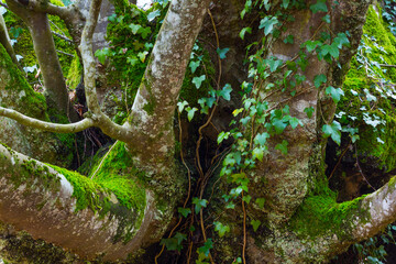 Fototapeta premium Beech forest, Gorbeia Natural Park, Bizkaia, Basque Country, Spain, Europe