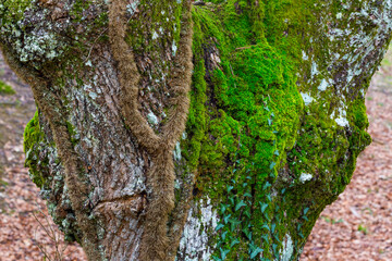 Forest, Bizkaia, Basque Country, Spain, Europe