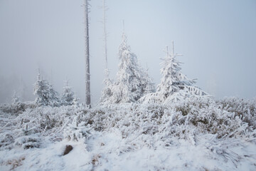 Beautiful winter mountain landscape middle of the forest. Trees covered by frozen snow. Foggy weather. 
