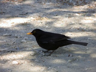 Common blackbird (Turdus merula) on dry sand, Ibiza, Spain