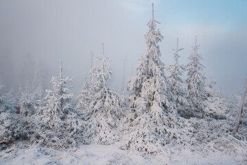 Fototapeta na wymiar Beautiful winter mountain landscape middle of the forest. Trees covered by frozen snow. Foggy weather. 