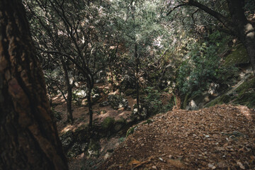 waterfall waterfall without water in Mediterranean landscape forest with fallen leaves all over the ground covering the green moss