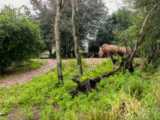 Fototapeta na wymiar A herd or crash of White Rhinoceros eating along a safari ride