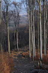Owl Mountains, Poland