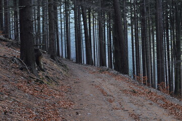 Owl Mountains, Poland