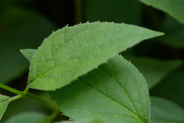 Green leaves