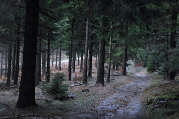 Owl Mountains, Poland