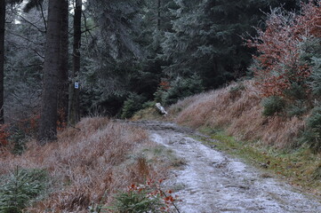 Owl Mountains, Poland