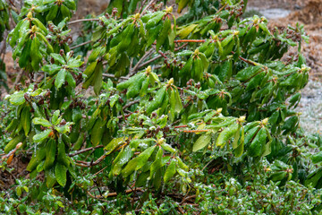 Freezing rain. Evergreens. Rhododendron in winter.