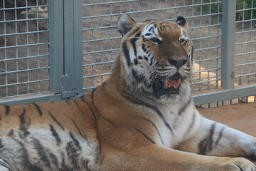 wild tiger animal wallpaper