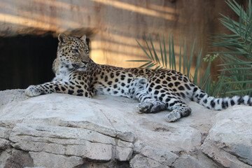 wild tiger animal wallpaper