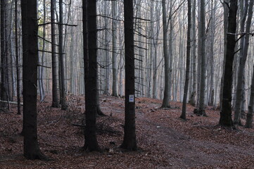 Owl Mountains, Poland