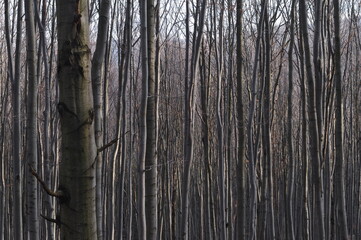 Owl Mountains, Poland