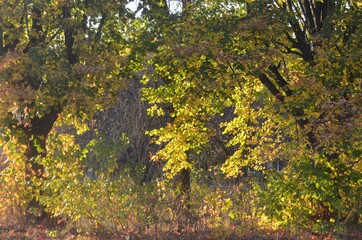 An old garden was photographed, in early autumn, the grass and bushes are already yellow, the leaves are red, the trees are old and large